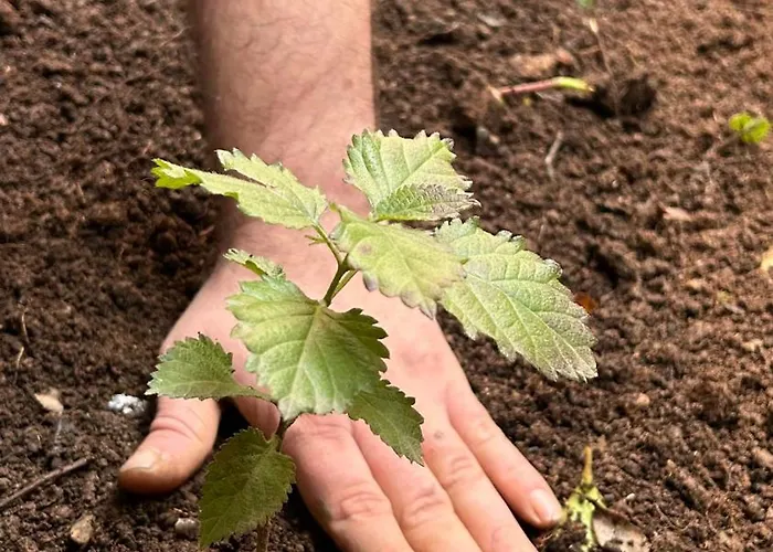 The Secret Garden * Tirana